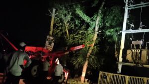 बिजली बहाल करने की जल्दबाजी में उखाड़ा गया वर्षों पुराना पेड़, हरित क्रांति के दावों पर उठे सवाल